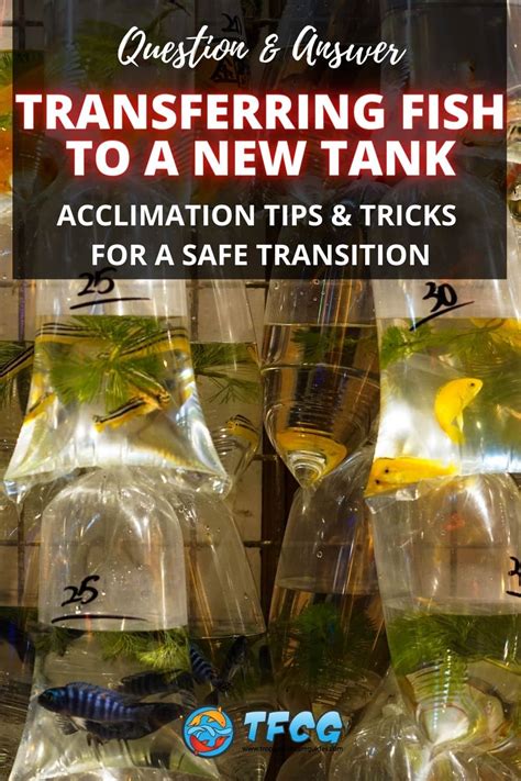 how to add fish to aquarium|Best Way To Transfer & Introduce Fish To New & Established Tanks.